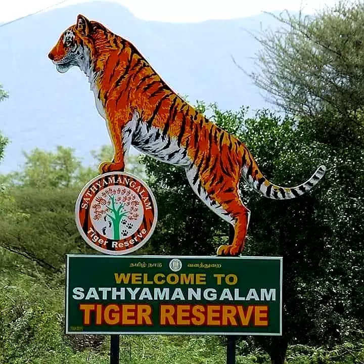 award for sathyamangalam tiger resrve: உலக அளவில் சத்தியமங்கலம் புலிகள்  காப்பகத்துக்கு முதல் இடம்… சர்வதேச விருது வழங்கி கௌரவம்! - erode  sathyamangalam tiger reserve got ...