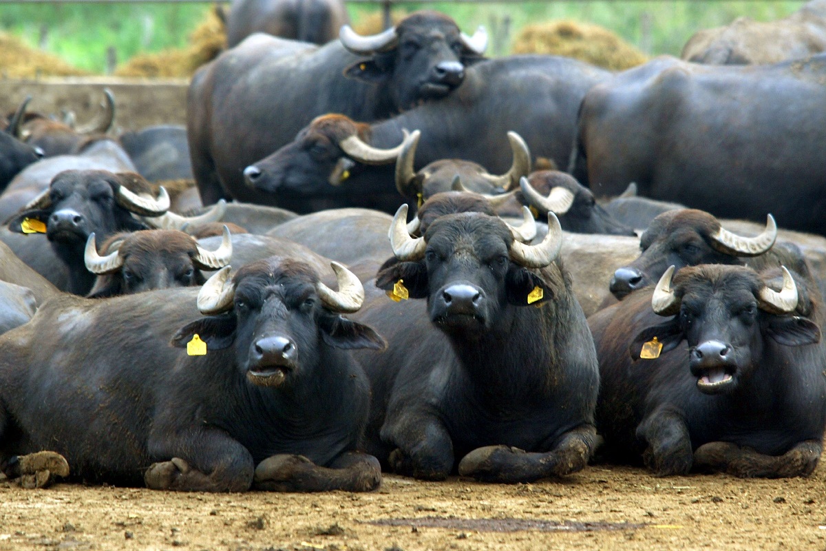 Sudden Buffalo Deaths Trigger Panic in Odisha District, Cause Believed to  be Disease