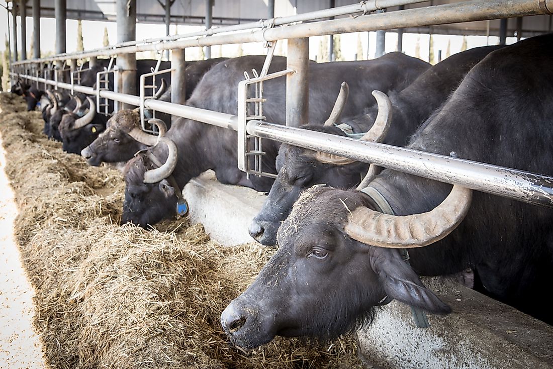 Top Buffalo Milk Producing Countries In The World - WorldAtlas