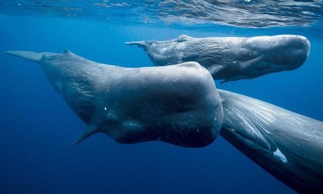 Wednesdays for the Planet | The Song of the Sperm Whale – Geneva  Environment Network